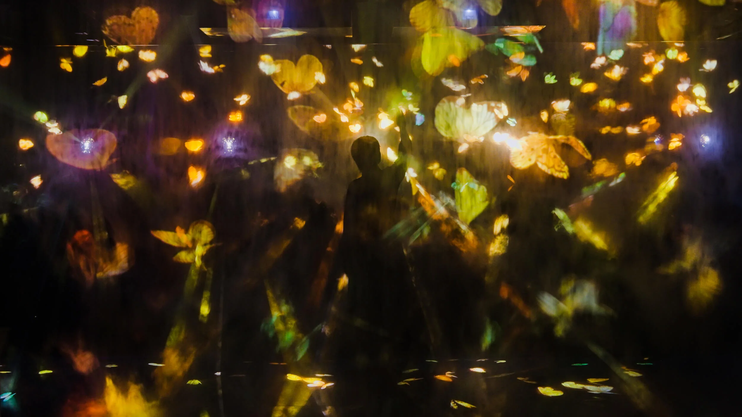 1b dissolving light butterfly 4 Ljuskultur