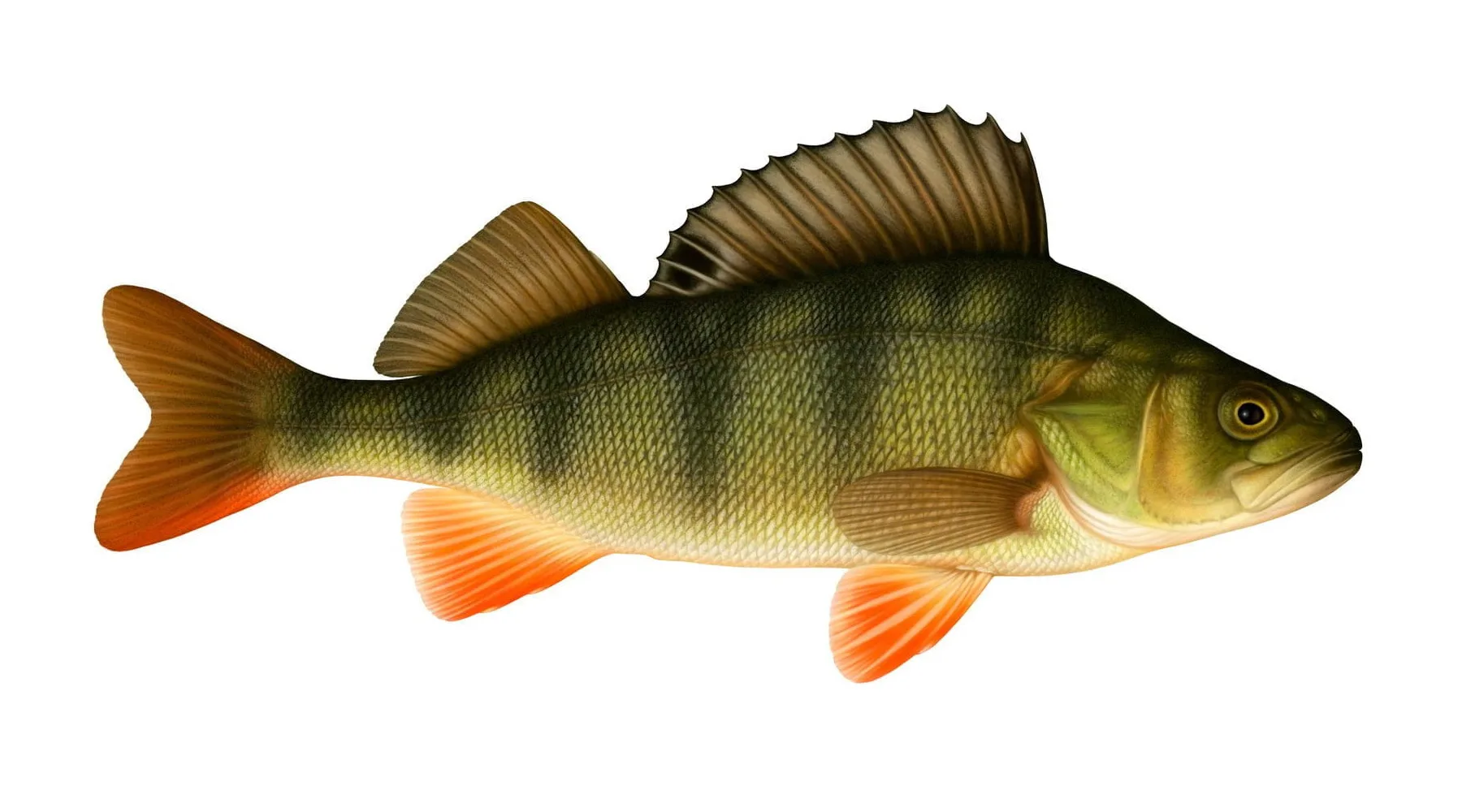 etthavavliv 2 Utställning för Naturskyddsföreningen